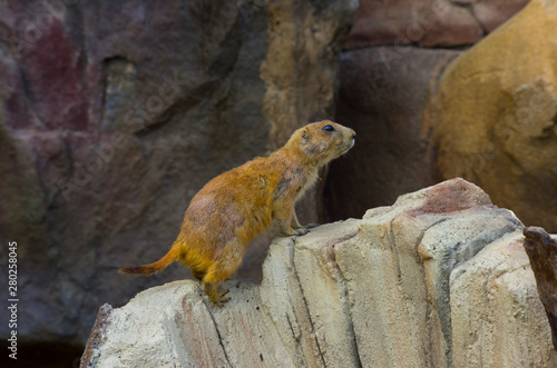 prairie dog