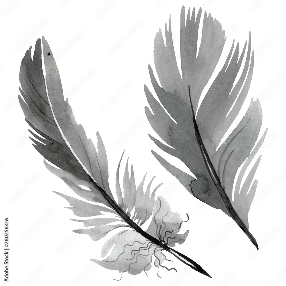 Obraz premium Colorful bird feather from wing isolated. Watercolor background illustration set. Isolated feather illustration element.