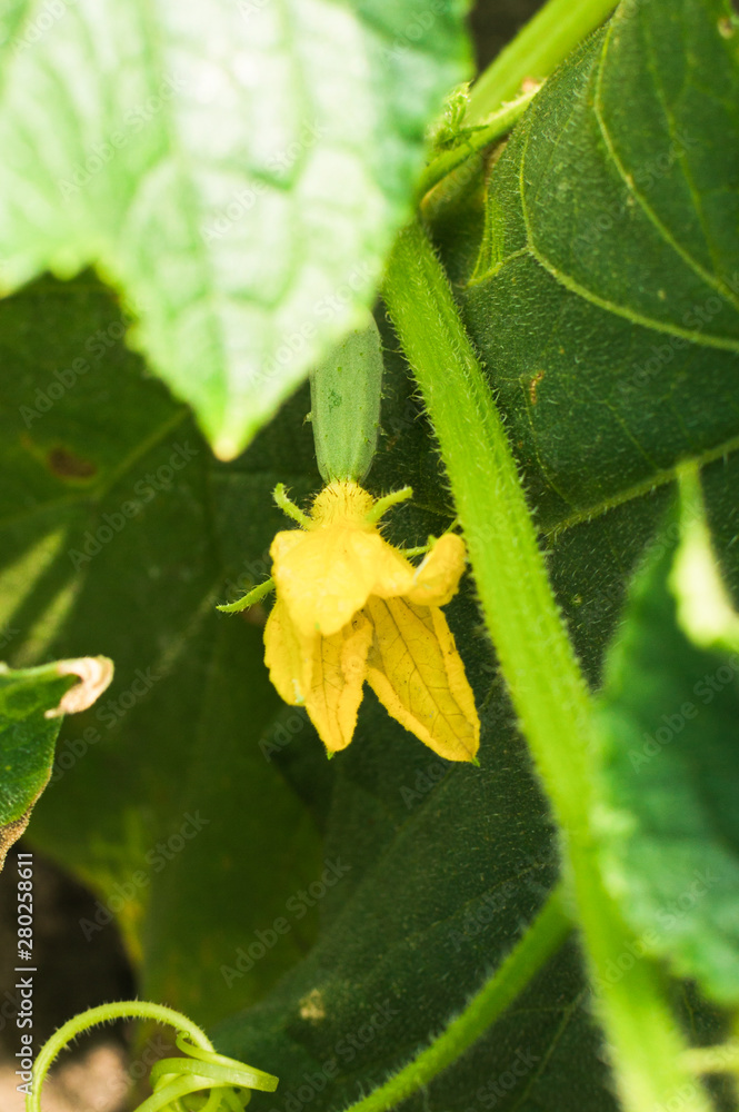 Organic healthy vegetable. Cucumbers yellow flower on the garden bed in the greenhouse.