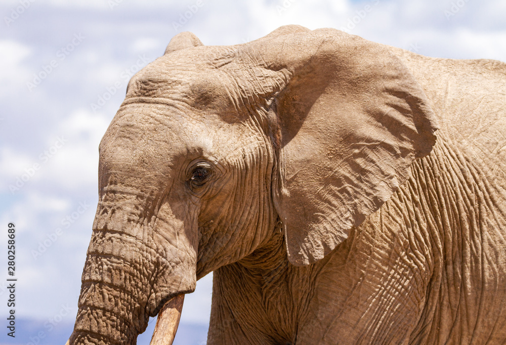 Obraz premium Elephant loxodonta africana side view profile head body Ol Pejeta Conservancy Sweetwaters waterhole Kenya East Africa safari wild animal sky threatened species