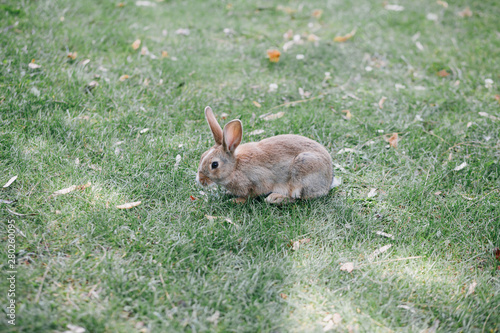 little rabbit in the park
