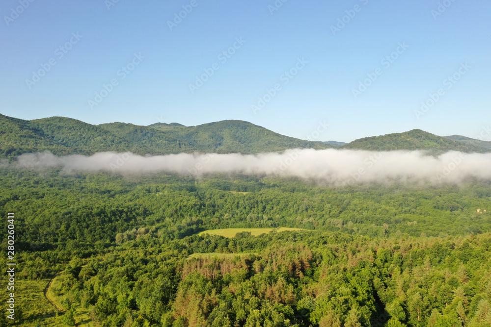Forested mountain slope in low lying cloud