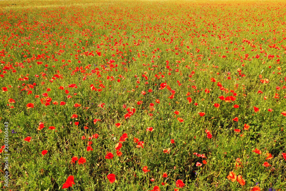 Beautiful red poppy field