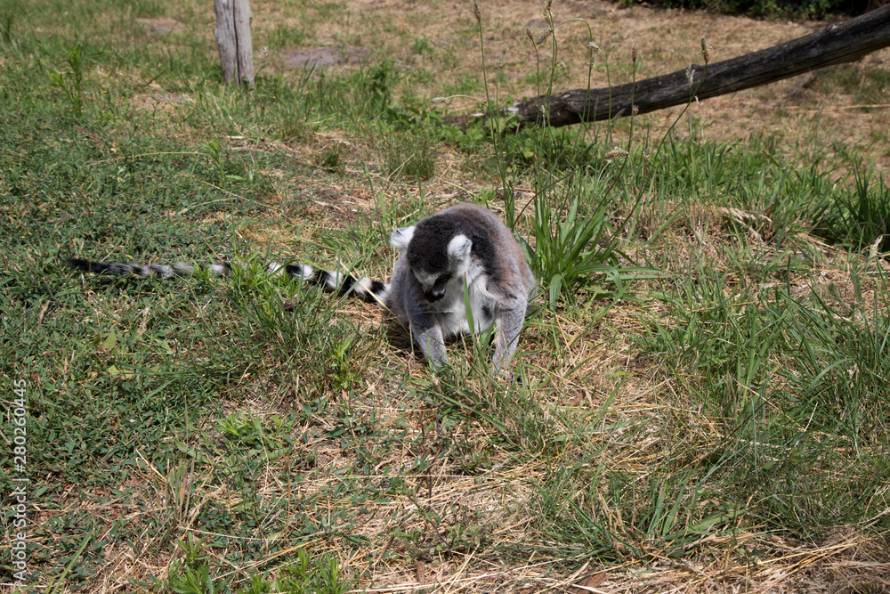 Obraz premium frontalansicht auf einen auf dem rasen sitzenden katta im tierpark thüle friesoythe deutschland fotografiert an einem sonnigen tag