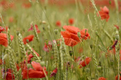 Beautiful red poppy field