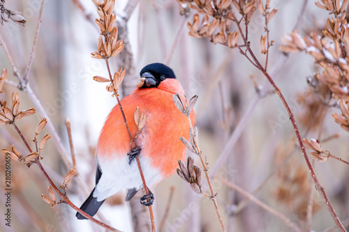 Quadro em tela winter bird bullfinch in beak of the Finch seeds plants