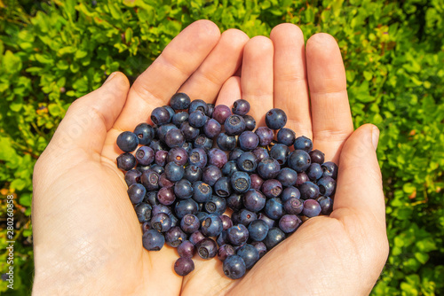 Fruits of bilberries in the palms. Plants of bilberries background.