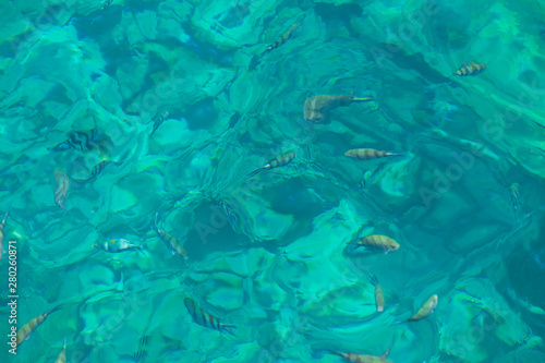 Fish in clear sea water. Snorkeling paradise