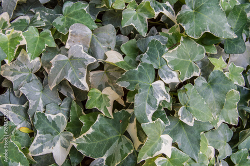 background with ivy leaves in a garden.