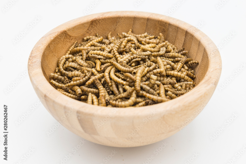 edible mealworms isolated high quality edible mealworms isolated high quality