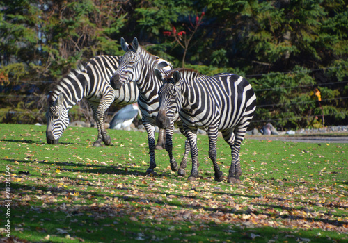 Burchell's zebra is a southern subspecies of the plains zebra. It is named after the British explorer William John Burchell. Common names include bontequagga, Damara zebra and Zululand zebra 