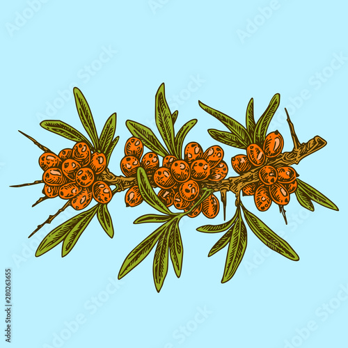 Sea buckthorn branch with berries, leaves and thorns. Color. Engraving style. Vector illustration.