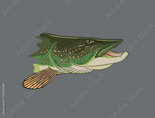 pike fish image