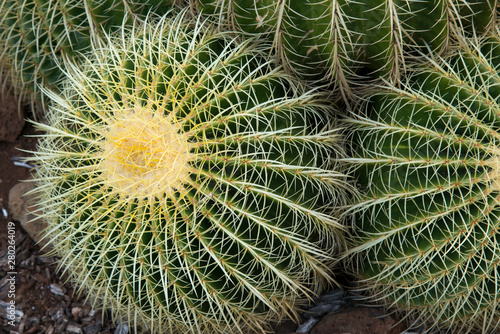 Close up of golden barrel cactus photo