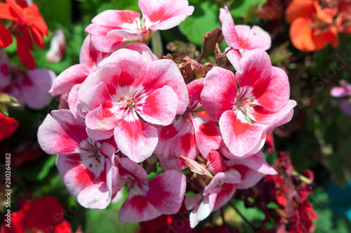 Beautiful white red pelargonium flower in the garden.