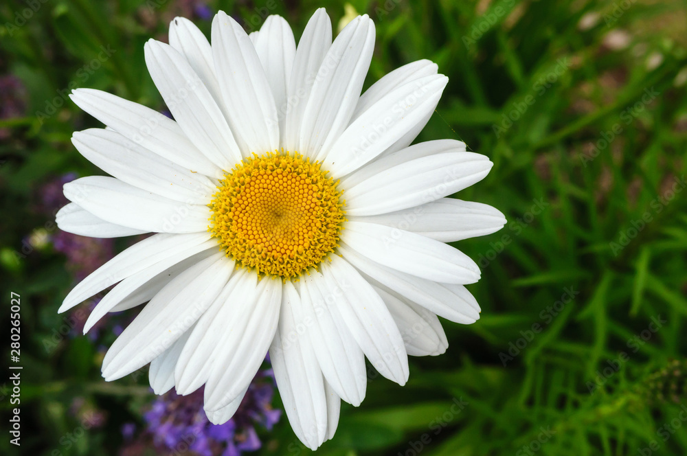 Beautiful white Daisy flower in the garden. Beautiful white Daisy flower in the garden.