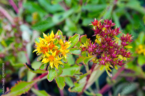 Beautiful yellow flower sedum middendorfianum in the garden. photo