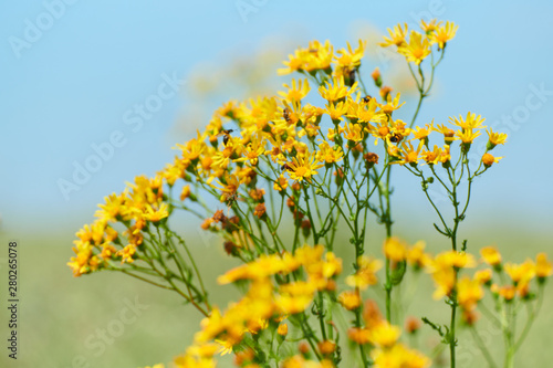 Wild grass with yellow flowers - beautiful summer landscape