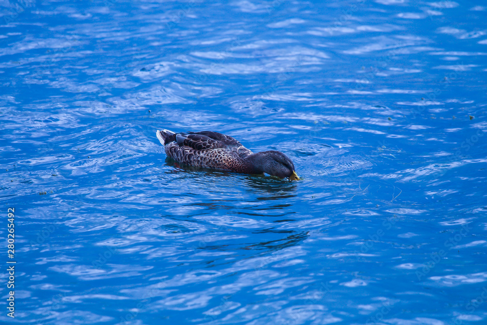 Wild duck resting quietly in the lake, Quebec Wild duck resting quietly in the lake, Quebec
