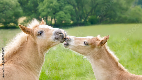  Two cute blond chestnut Haflinger horses foals playing in a green grass meadow, facing each other, nibbling their nostrils and kissing