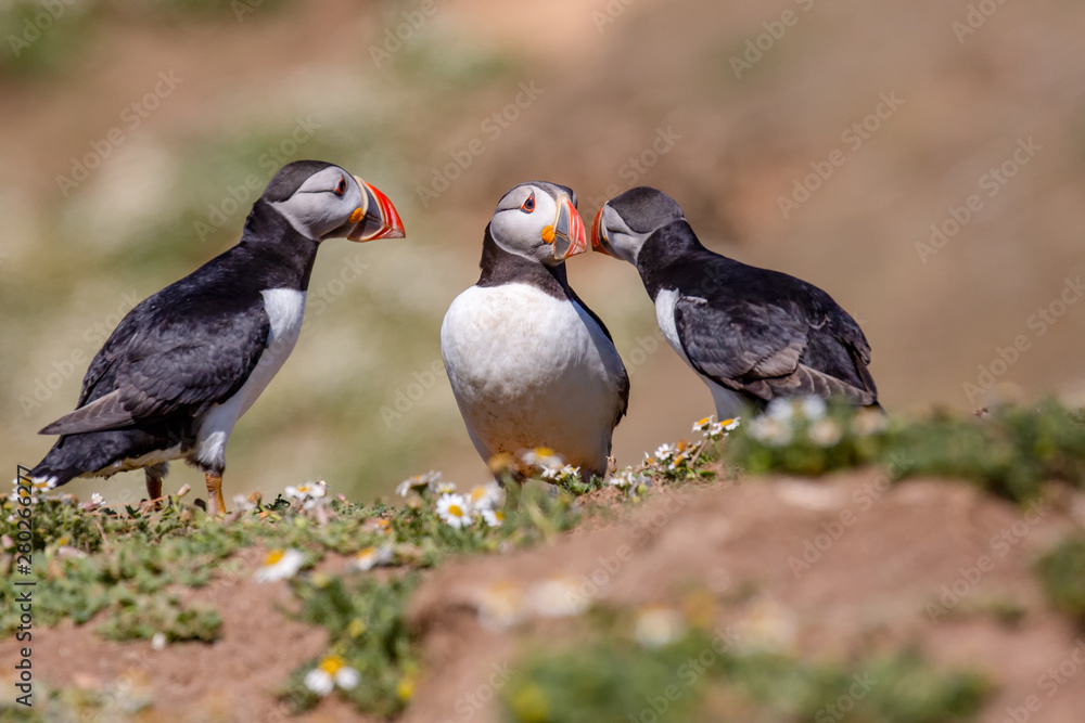 Fototapeta premium British Puffin Seabird (Fratercula arctica) from Skomer Island, Pembrokeshire, Wales UK