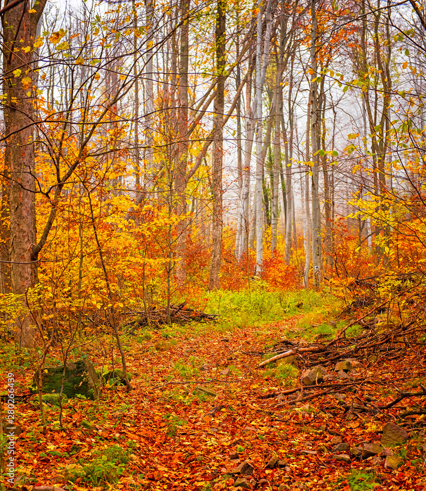 Nice autumnal scene in the forest