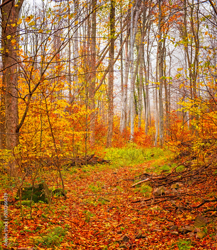 Fototapeta Naklejka Na Ścianę i Meble -  Nice autumnal scene in the forest
