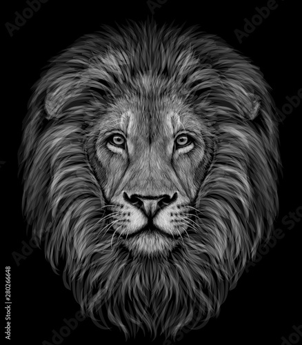 Lion. Black and white, graphic portrait of a lion's head profile on a black background.