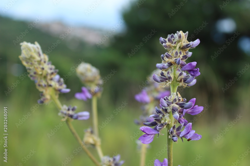 bee on flower bee on flower