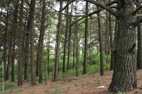 path in the forest