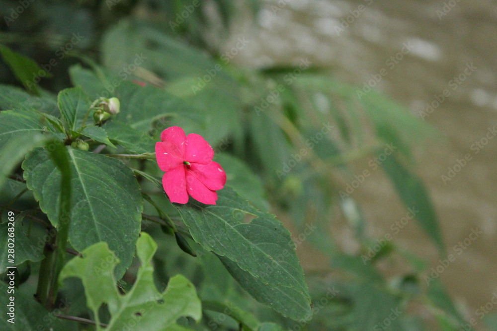 red flower in the garden red flower in the garden