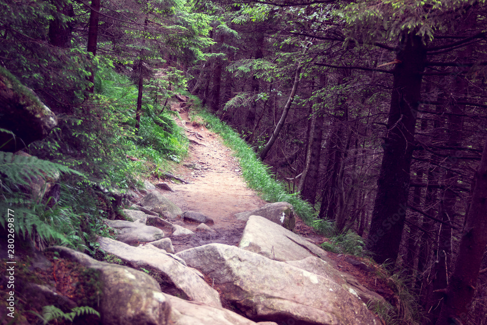 forest footpath with big stones forest footpath with big stones