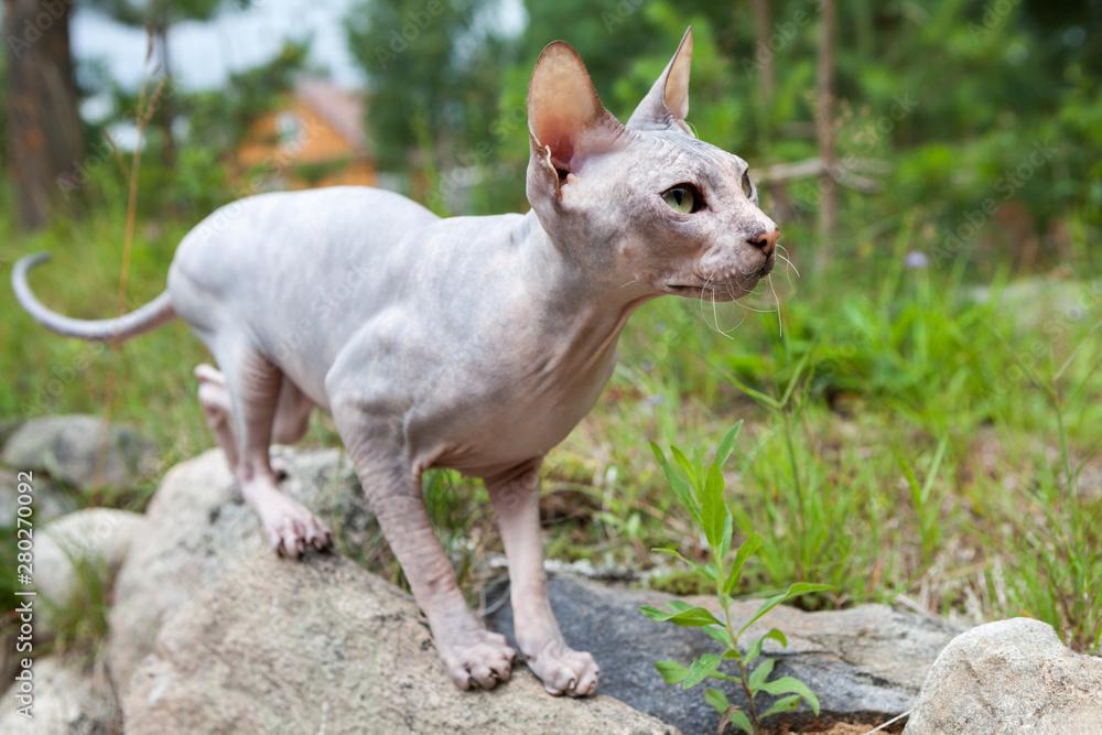 Don sphynx cat braces for jump somebody in grass, standing on stone Don sphynx cat braces for jump somebody in grass, standing on stone