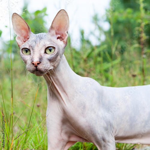 Don sphynx cat portrait with wide opened eyes and stretching long neck