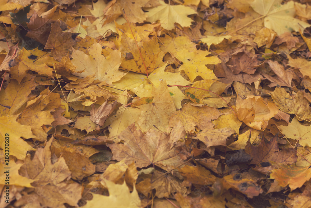 autumn fallen yellow faded leaves background