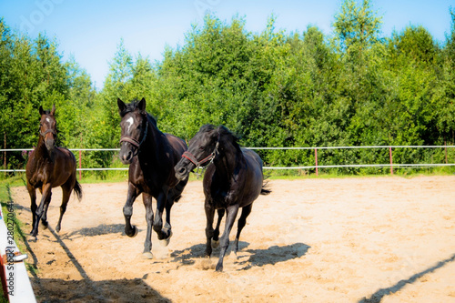 Brown horse on a walk. The owners brought their mares to run in the aviary. Young stallions. Slender croup  graceful movements. Elegant hairstyles for hair. Summer. Sunny day.