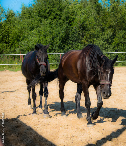 Brown horse on a walk. The owners brought their mares to run in the aviary. Young stallions. Slender croup, graceful movements. Elegant hairstyles for hair. Summer. Sunny day.