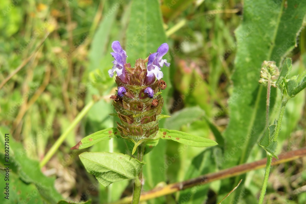 Beautiful prunella vulgaris flower in meadow on natural green background Beautiful prunella vulgaris flower in meadow on natural green background