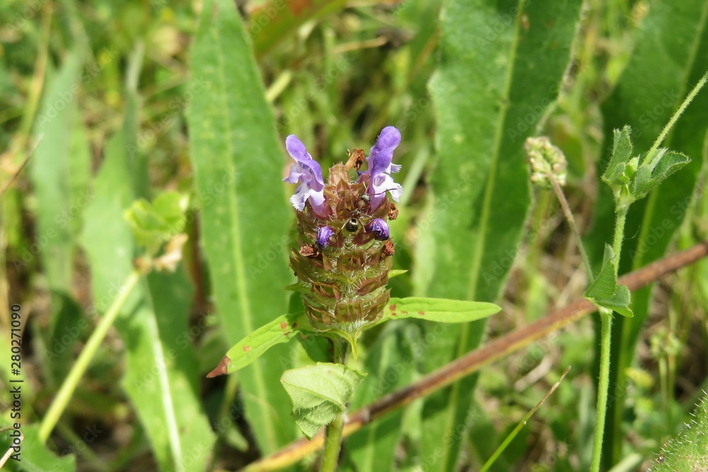 Beautiful prunella vulgaris flower on the meadow, closeup Beautiful prunella vulgaris flower on the meadow, closeup