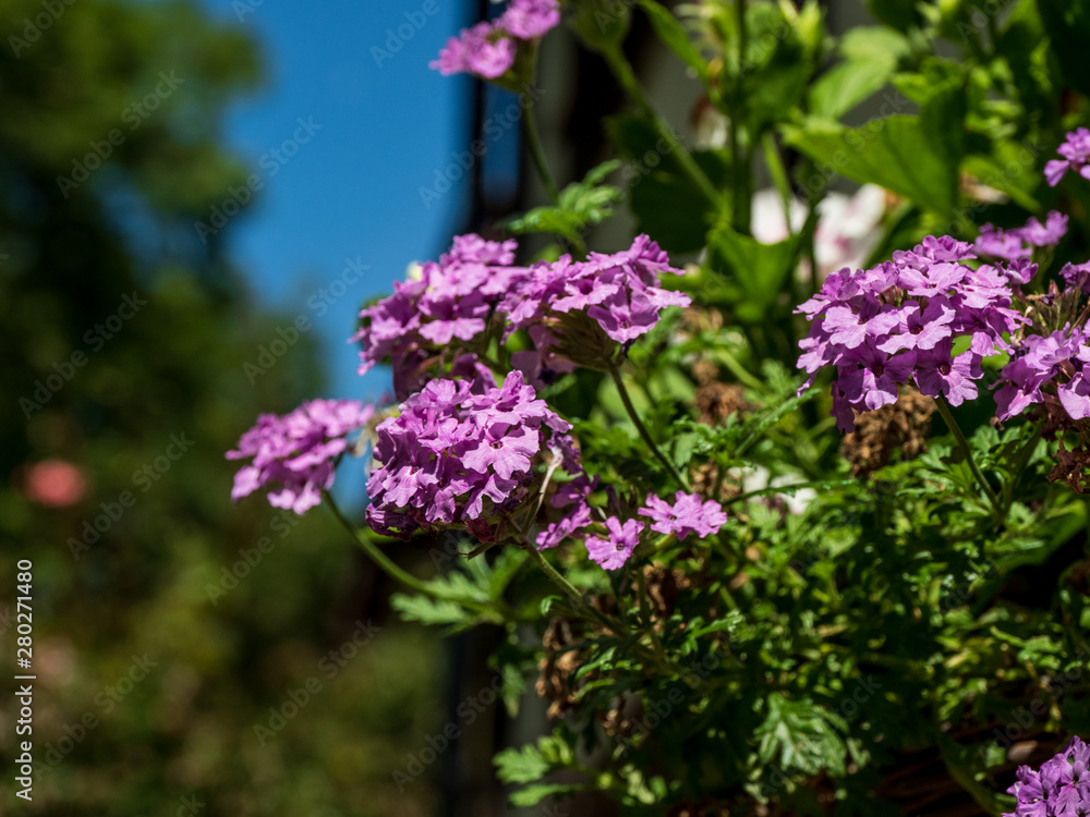 Obraz premium OLYMPUS DIGITAL CAMERA - SUNNY GARDEN