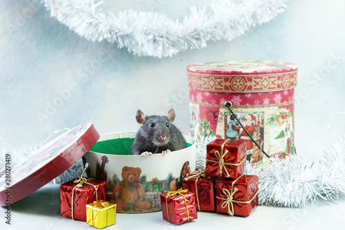   Cute little grey rat, mouse sits in festive gift box. Presetn for New Year of the Rat. Chinese New Year symbol photo