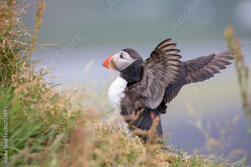 Puffin showing off in Iceland