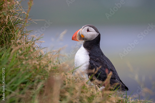 Puffin in Dyrhólaey in Iceland