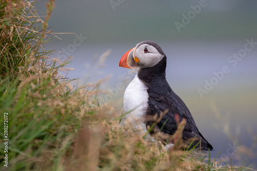 Puffin in Dyrh  laey in Iceland