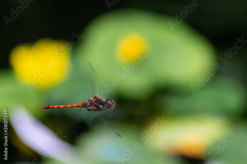 Blutrote Heidelibelle im Flug über einem Teich auf Beutesuche (Fliegen, Kleinlibellen und andere Fluginsekten) © sunakri