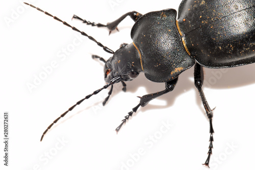 Closeup of an isolated smooth ground beetle (Carabus glabratus) on white background