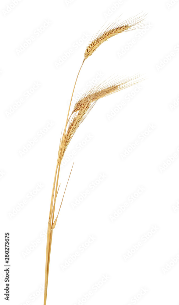 Three ears of rye isolated on a white background Three ears of rye isolated on a white background