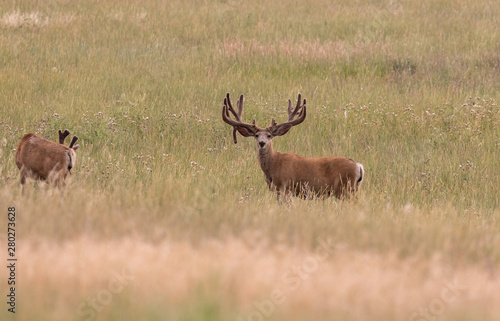 Fototapeta Naklejka Na Ścianę i Meble -  Mule Deer Bucks in Velvet