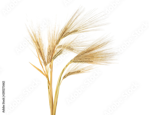 Obraz na płótnie Ears of barley isolated on a white background