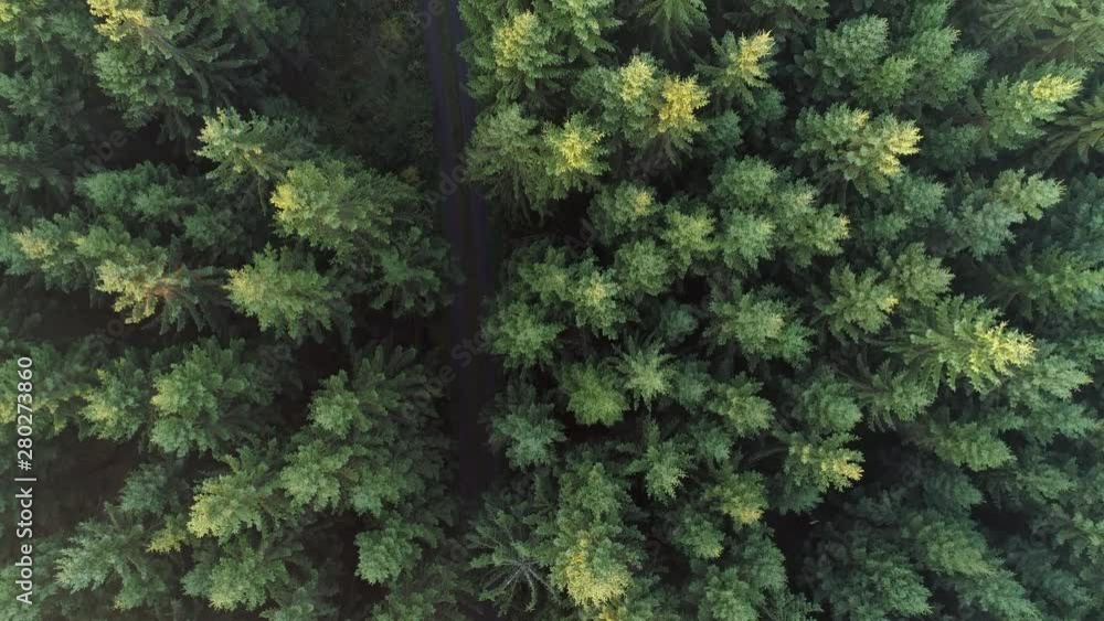 Aerial top down view of road in forest in the autumn. Drone shot flying up over tree tops, Nature background in 4K resolution